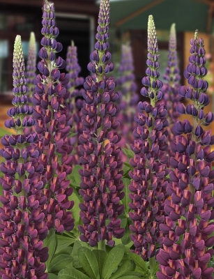 Lupinus persian slipper